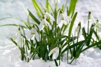 Galanthus nivalis - Snowdrops in snow