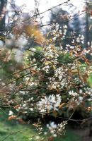 Amelanchier canadensis - Juneberry Serviceberry