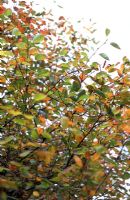 Amelanchier lamarckii - Juneberry  