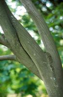 Amelanchier lamarckii - Juneberry 