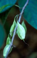 Halesia monticola - Silver bell  
