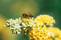 Buddleja x weyeriana 'Golden Glow' with bee