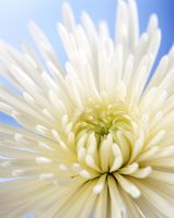 White Chrysanthemum against a blue background
