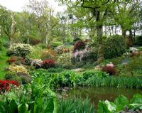 View across the pond to Rhododendrons and Azaleas in Spring Woodland garden at Sherwood, Devon.