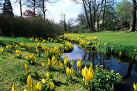 Lysichiton americanus naturalised along stream at Savill Gardens, Windsor, Buckinghamshire.