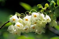 Halesia monticola - Mountain Silverbells