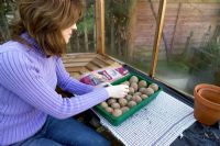 Lady laying out seed potatoes in seed tray in greenhouse, for chitting