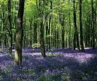 Hyacinthoides non-scripta - Bluebell wood in Hampshire