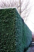 Formal Cupressus hedge in Winter 