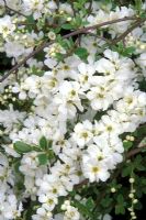 Exochorda macrantha 'The Bride' flowering in April