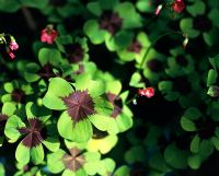 Oxalis tetraphylla 'Iron Cross' - Good Luck Plant