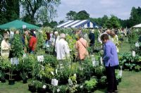 People browsing and buying plants at Fair 