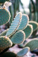 Opuntia aciculata - Cactus