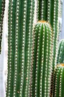 Eulychnia acida - Cactus growing in heated glasshouse   