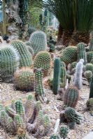 Collection of Cactus growing in heated glasshouse