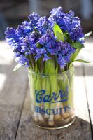 Blue Hyacinthus orientalis 'Blue Jacket' arranged as cut flowers in glass vase  