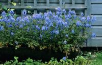 Corydalis flexuosa 'China Blue' in container at Little Court, Hampshire