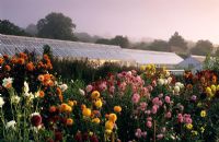 Cut flower garden in September with Dahlias at West Dean, Sussex