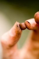 Fingers holding Lathyrus - Sweet pea seed 