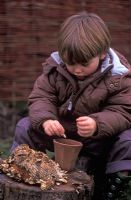 Little boy sitting down removing the seeds from a dried sunflower head in the autumn, keeping some for planting next year and keeping the rest for the birds