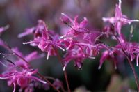 Epimedium grandiflorum 'Lilafee' - Barrenwort  