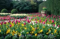 The Walled Garden in Spring with Tulipa 'First Lady', Primula 'Turb Gold', Forget Me Nots - Myosotis 'Blue Ball' at RHS Wisley in Surrey