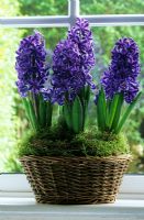 Basket with Hyacinths - Hyacinthus orientalis 'Delft Blue' indoors on windowsill