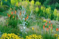 Prairie border at Lady Farm, Somerset with  Onopordum acanthium - Scotch Thistle, Verbascum olympicum, Stipa tenuissima and Kniphofia uvaria