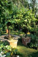 Vitis - Vine grown in terracotta tubs