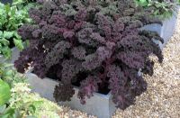 Brassica - Purple Kale 'Redbor' in galvanized container in kitchen garden at Chelsea flower show