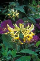 Lonicera periclymenum 'Graham Thomas' - Honeysuckle with Clematis 'Gipsy Queen' 