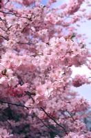 Prunus 'Accolade' - Flowering Cherry 