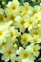 Primula vulgaris - Primrose  