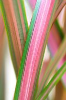Phormium 'Jester' - New Zealand Flax 
