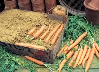Storing carrots in sand and wooden box 