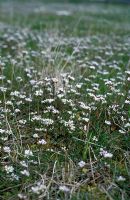 Cochlearia danica - Danish scurvy grass