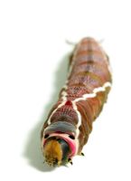 Puss Moth caterpillar 