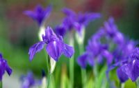 Iris laevigata 'Variegata' -  Japanese water iris
