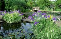 Monet style water garden with wooden footbridge and japanese water iris.
