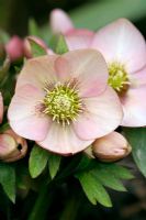 Helleborus - Hellebore, Unnamed at the NCCPG collection of Mr Jeremy Wood at Whiteparish in Wiltshire