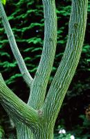 Acer grosseri - Snake bark maple 
