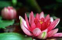 Nymphaea fulgens - Water Lily