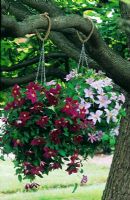 Clematis 'Sunset' and 'Silver Moon' in hanging baskets in tree at Bransford Nursery, Worcestershire