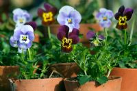 Viola 'Little Gems' in terracotta pots