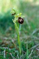 Ophrys sphegodes - Early spider orchid  