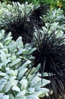 Ophiopogon planiscapus 'Nigrescens' with Stachys 'Silver Carpet' 