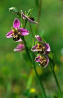 Ophrys apifera - Bee Orchid 