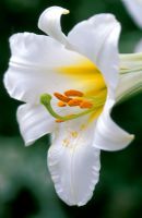 Lilium regale 'Album' flowering in July