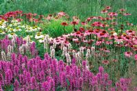 Summer border with Stachys moniere 'Hummelo', Echinacea 'Rubinglow, Echinacea 'Green Edge'and Molinia 'Paul Petersen' RHS Gardens Wisley in Surrey, July