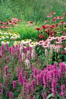 Summer border with Stachys moniere 'Hummelo', Echinacea 'Rubinglow', Echinacea 'Green Edge' and Molinia 'Paul Petersen' RHS Gardens Wisley in Surrey, July